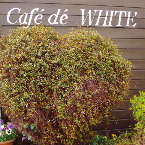 cafedewhite.jpg
